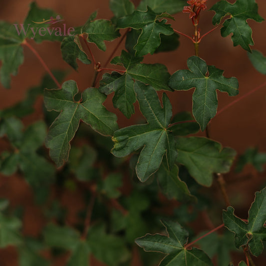 Close-up view of young Acer campestre leaves, commonly known as Field Maple. The vibrant, fresh green foliage showcases the intricate details of the leaves as they unfold on this young plant, embodying the characteristic charm of Acer campestre in its early growth stages