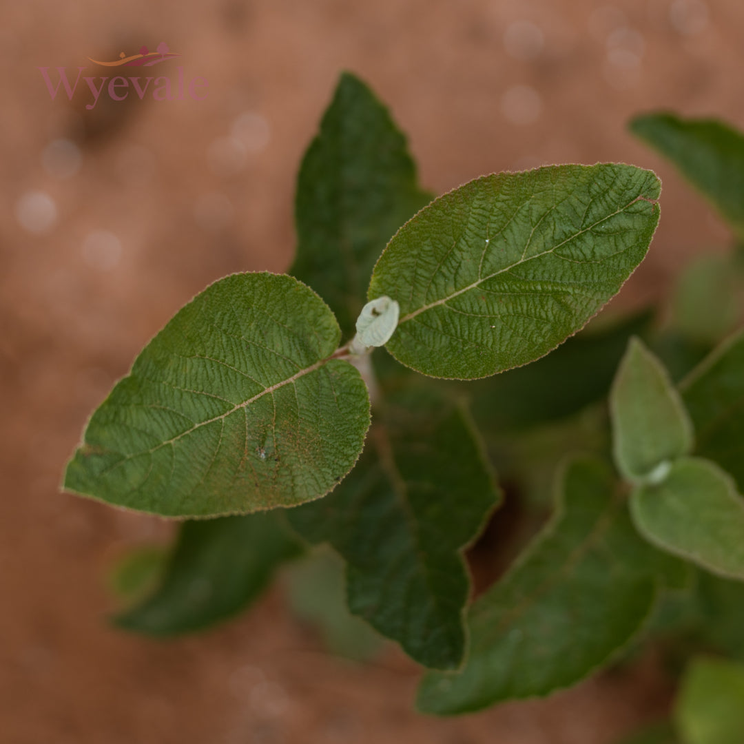 Viburnum lantana (Wayfaring Tree) 2 Year Undercut (Pack of 25)
