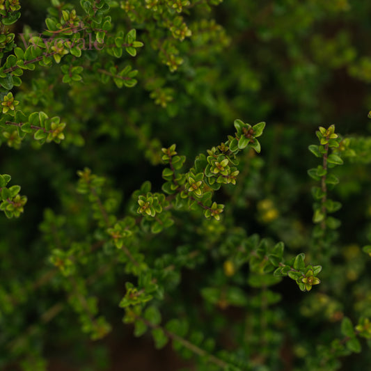 Lonicera nitida (Box-Leaved Honeysuckle) 2 Year Cutting (Pack of 25)