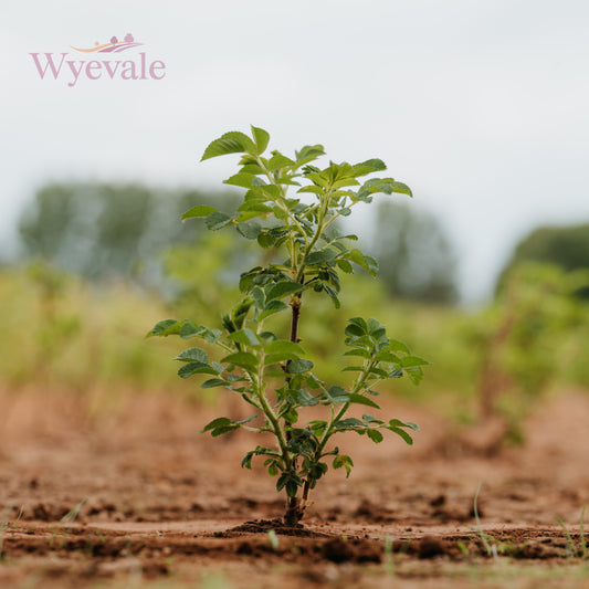Bareroot Rosa rugosa (White Ramanas Rose) 'Alba'