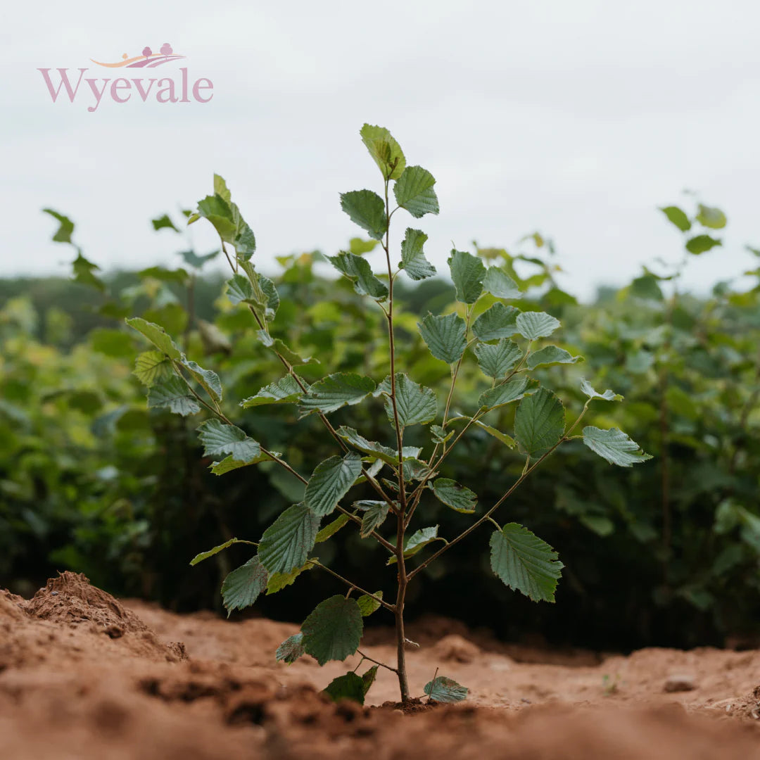 Corylus avellana (Common Hazel) 2 Year Transplant (Pack of 25)