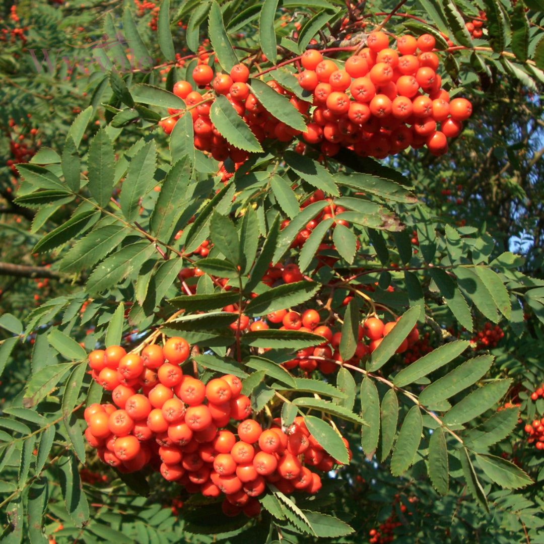 Bareroot Sorbus aucuparia (Rowan / Mountain Ash)