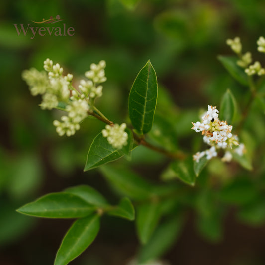 Ligustrum ovalifolium (California Privet) 2 Year Cutting (Pack of 25)