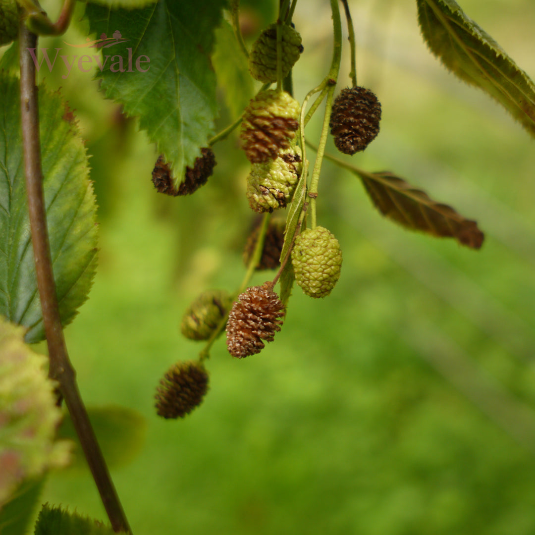 Close-up image of Alnus glutinosa cones, showcasing the distinctive features of the Common Alder's cone structures. The cones are typically small and cylindrical, adding to the unique visual characteristics of this tree species