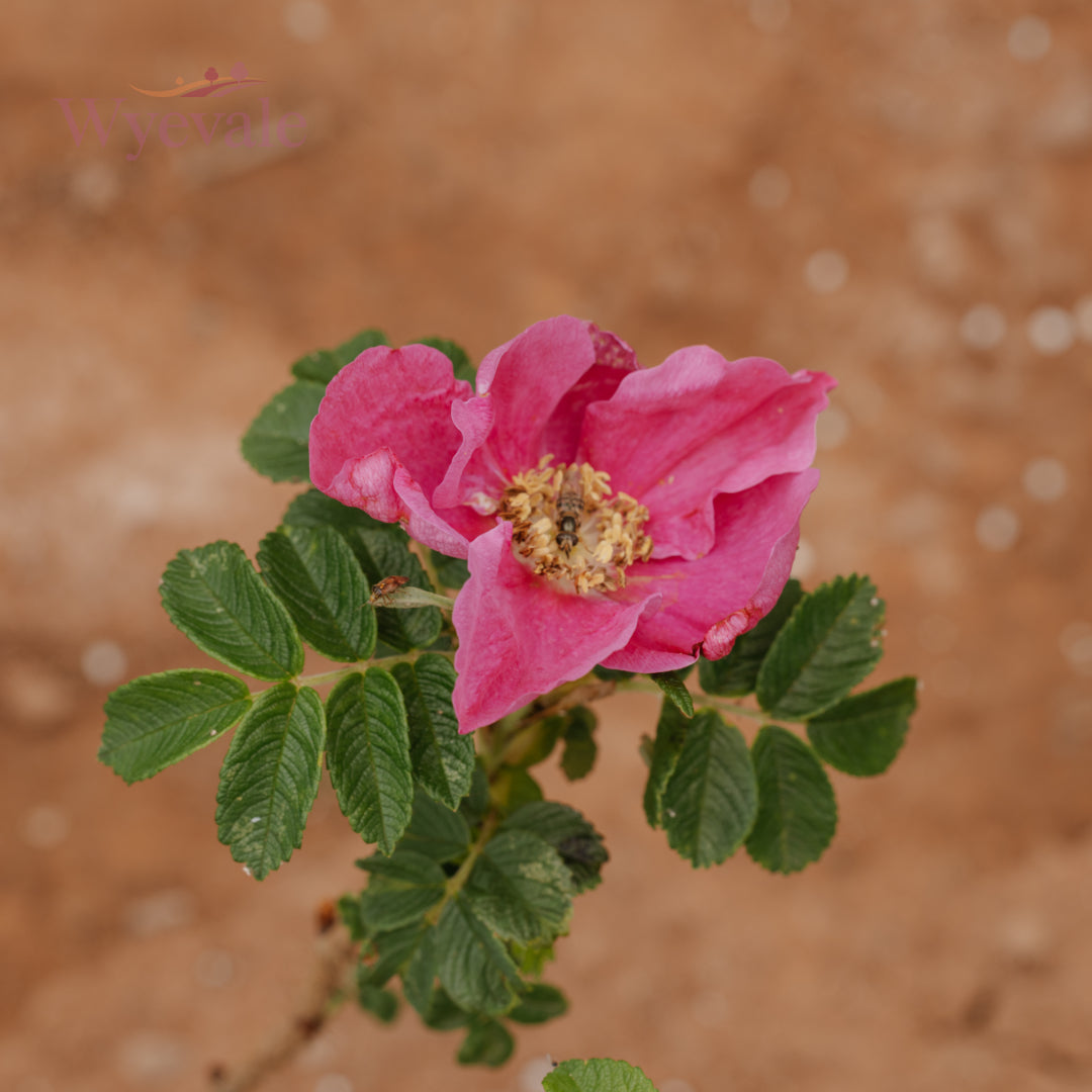 Rosa rugosa 'Rubra' (rugosa rose) 2 Year Transplant (Pack of 25)