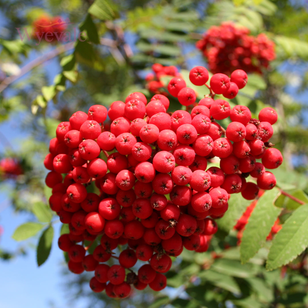 Sorbus aucuparia (Mountain Ash) 2 Year Transplant (Pack of 25)