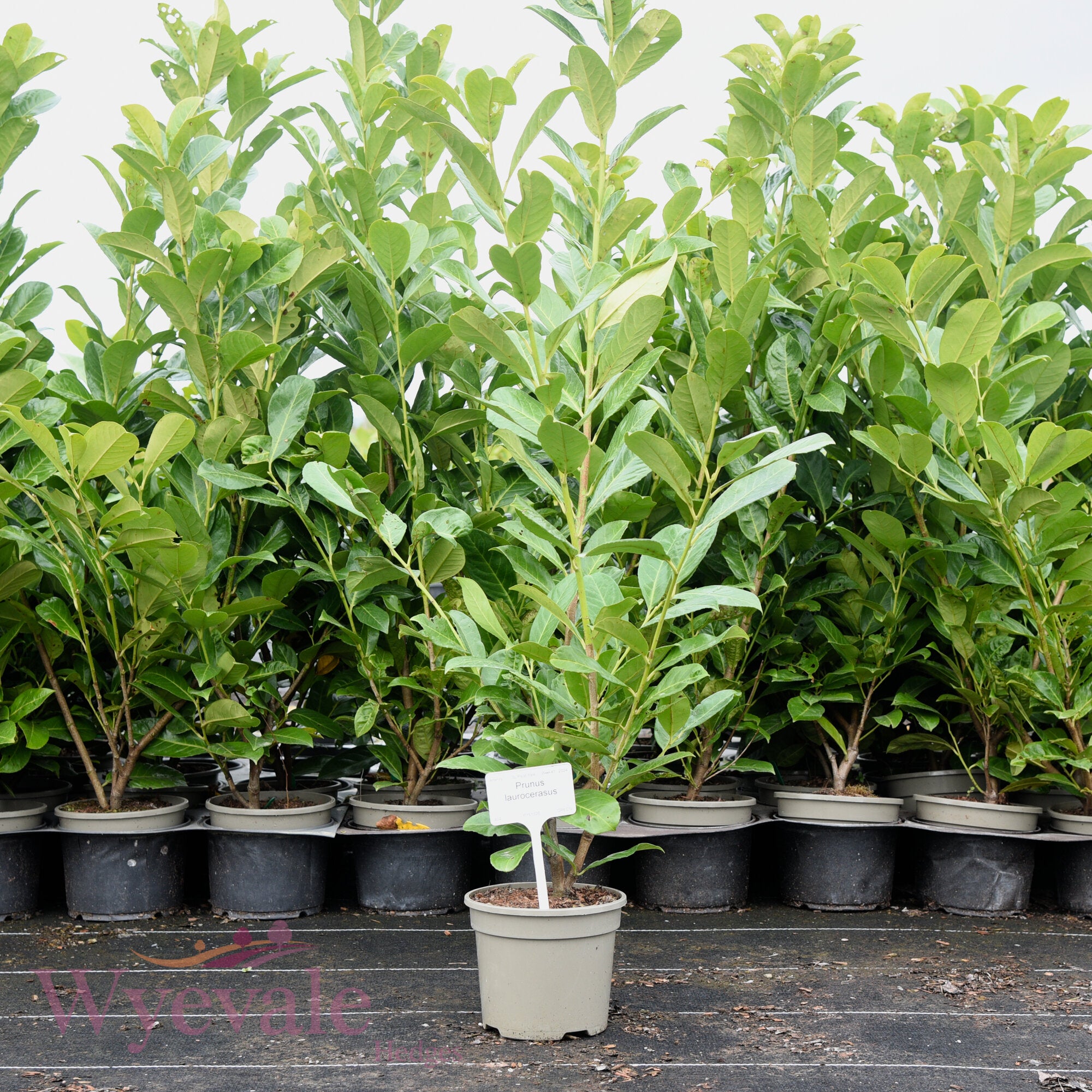 Prunus laurocerasus (Cherry laurel)