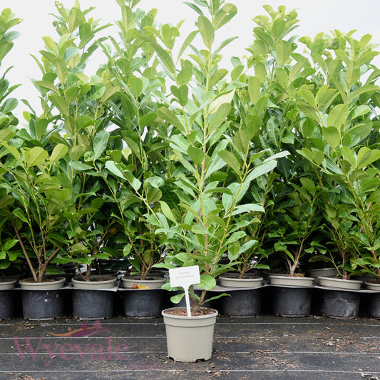 Prunus laurocerasus (Cherry laurel)