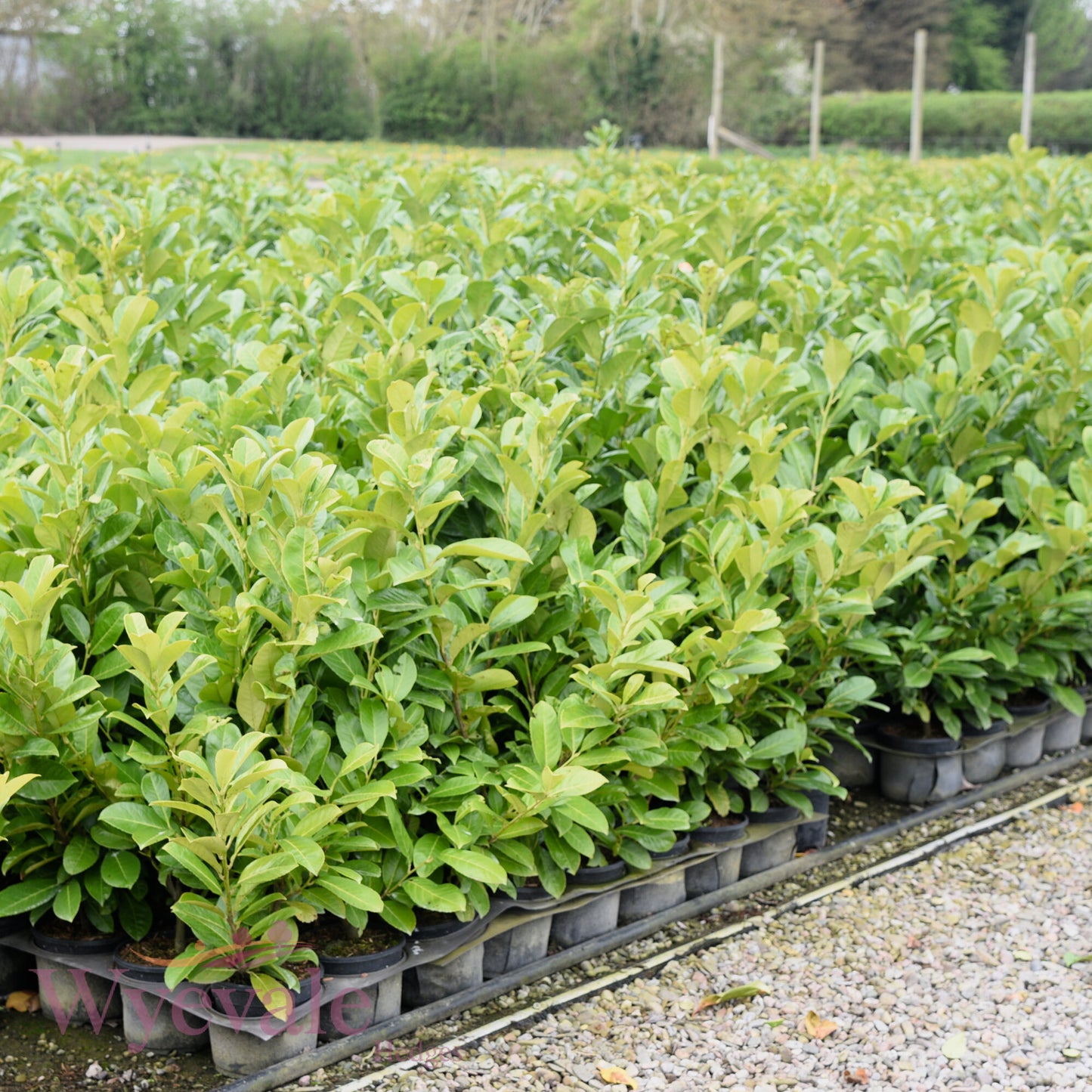 Prunus laurocerasus (Cherry laurel)