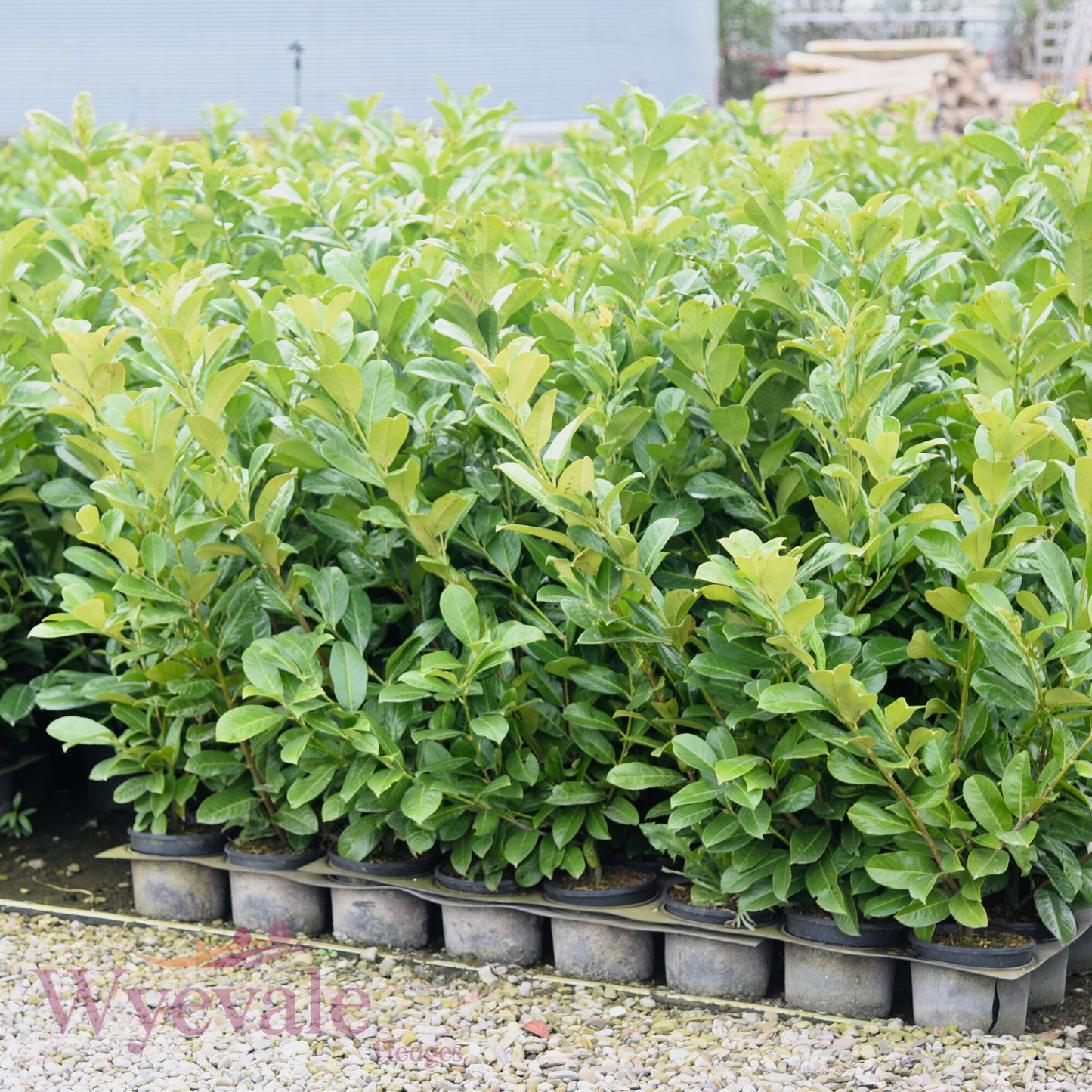 Prunus laurocerasus (Cherry laurel)