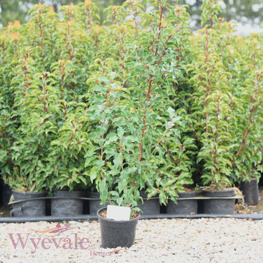 Prunus lusitanica (Portuguese laurel) 'Brenelia'