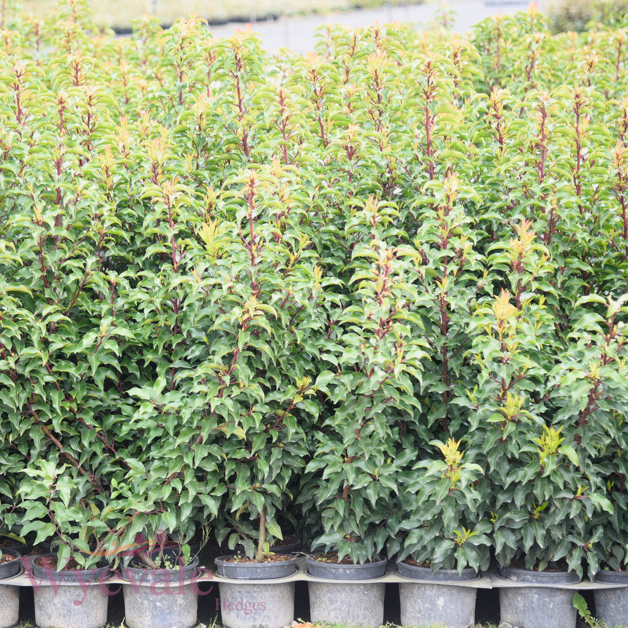 Prunus lusitanica (Portuguese laurel) 'Brenelia'