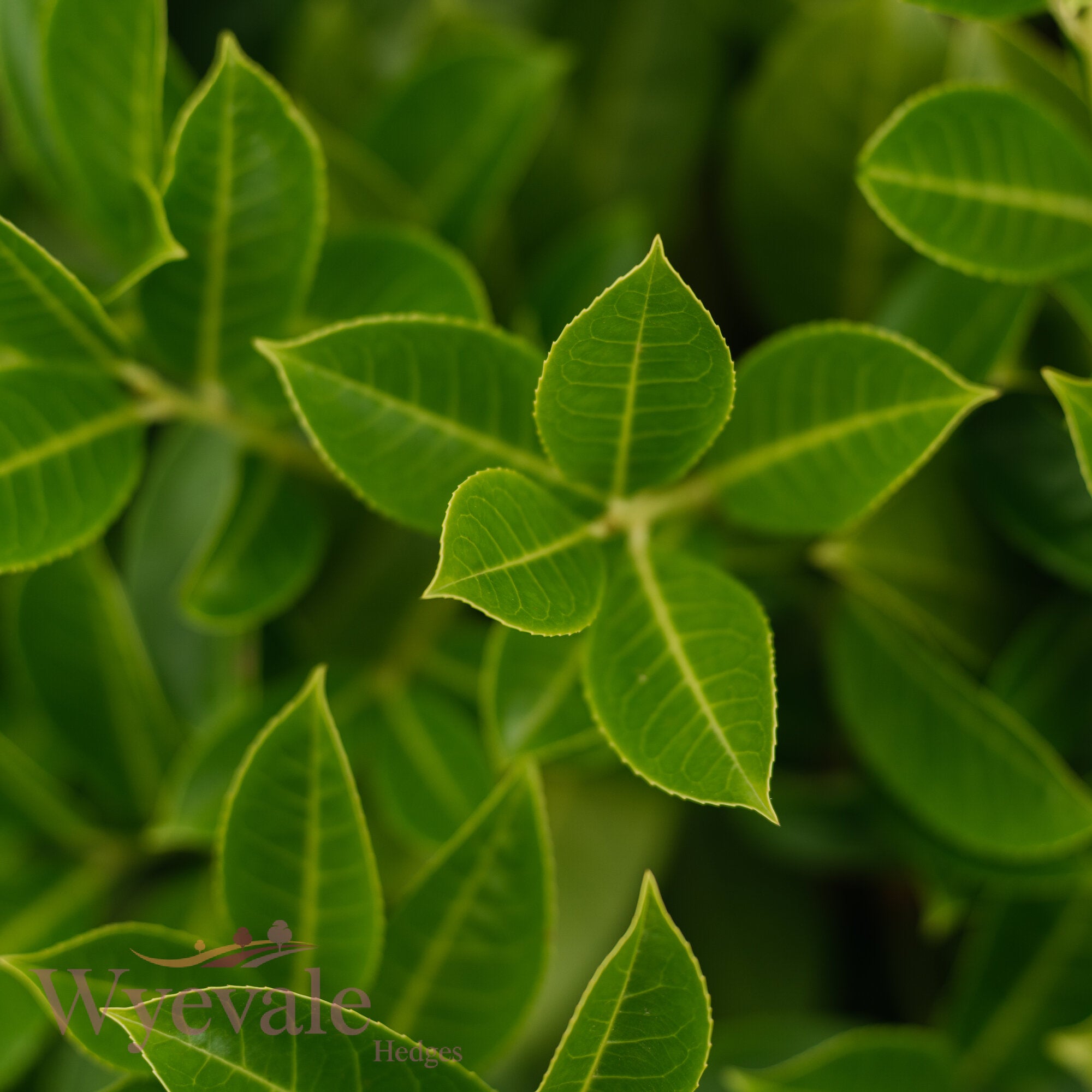 Bareroot Prunus laurocerasus (Cherry Laurel)