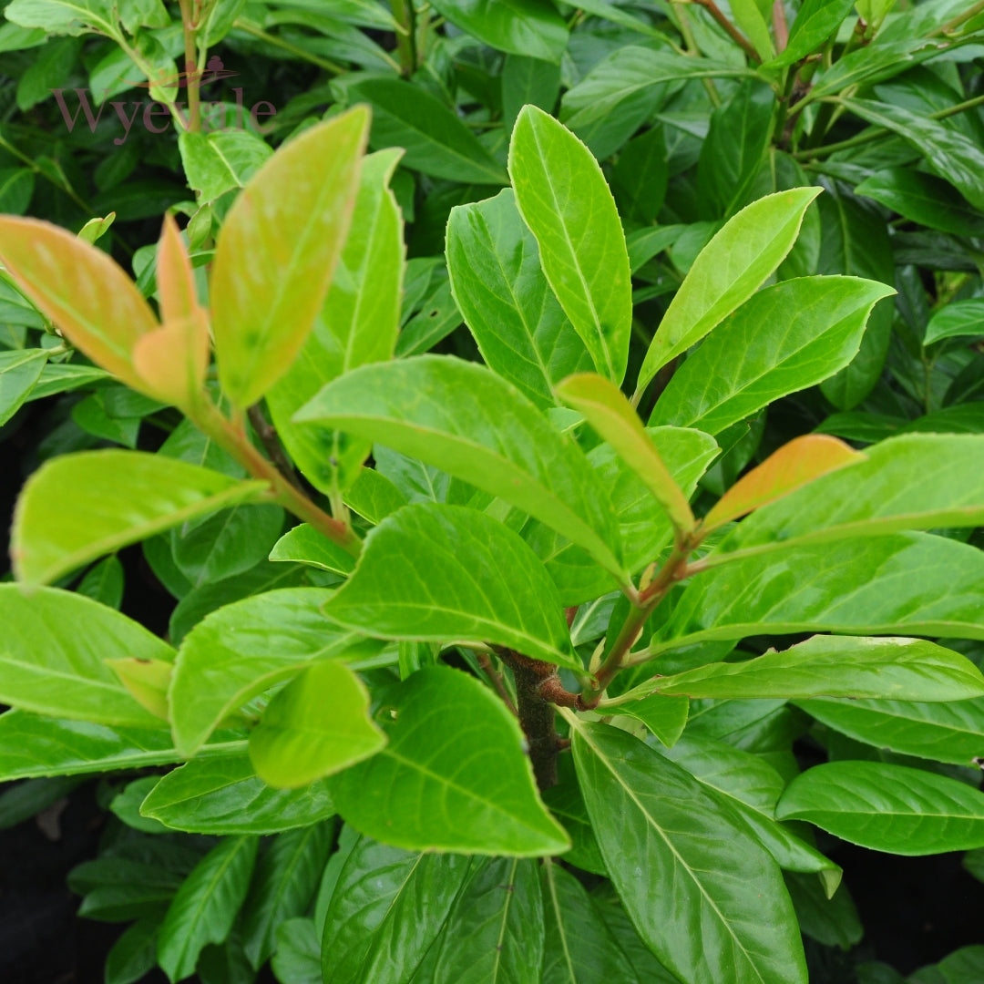 Bareroot Prunus laurocerasus (Cherry Laurel)