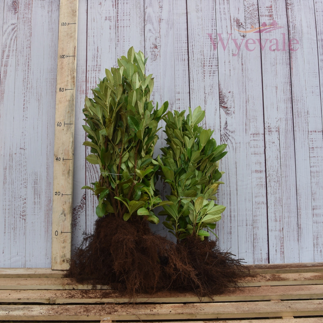 Bareroot Prunus laurocerasus (Cherry Laurel)