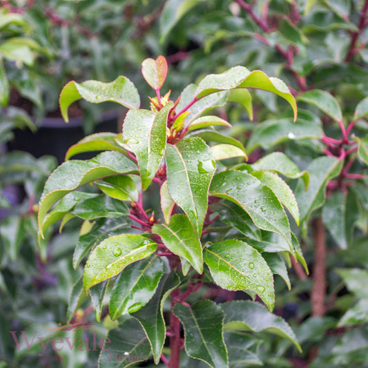 Prunus lusitanica (Portuguese laurel) 'Brenelia'