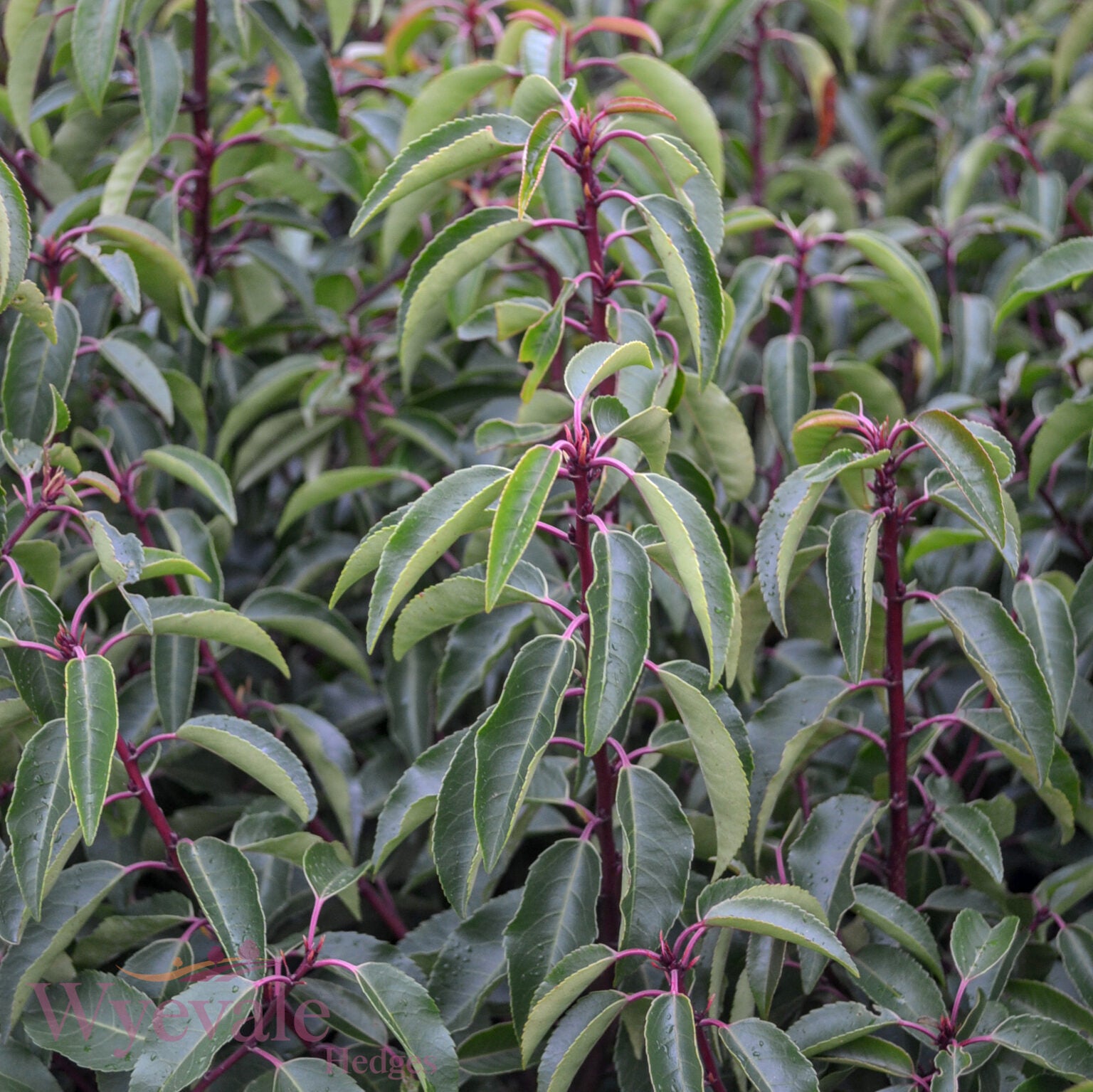 Prunus lusitanica (Portuguese Laurel) 'Myrtifolia'