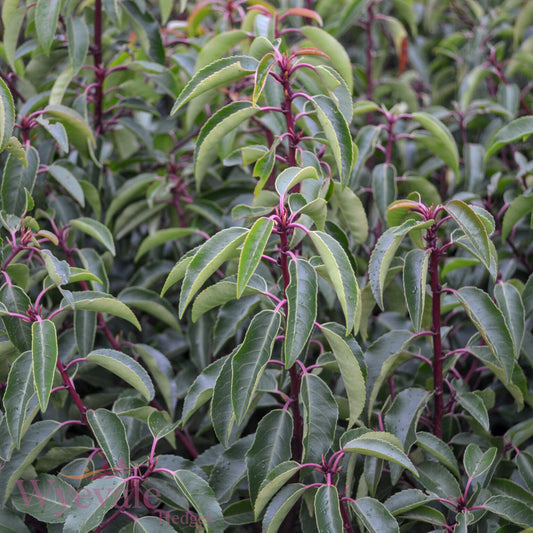 Prunus lusitanica (Portuguese Laurel) 'Myrtifolia'