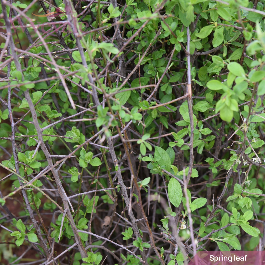 Prunus spinosa (Blackthorn) 1 Year Seedling (Pack of 25)