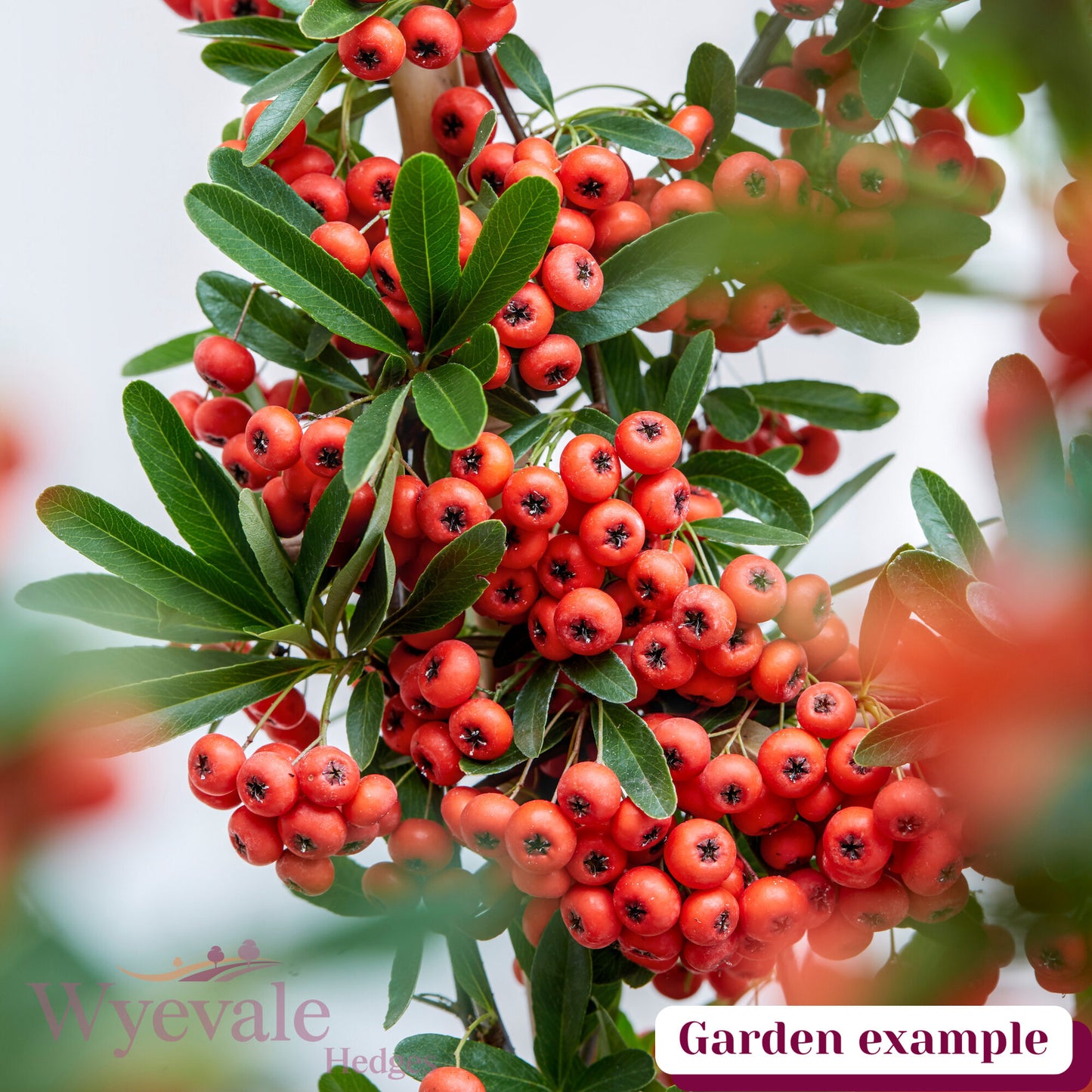 Pyracantha coccinea (Firethorn) 'Red Star'