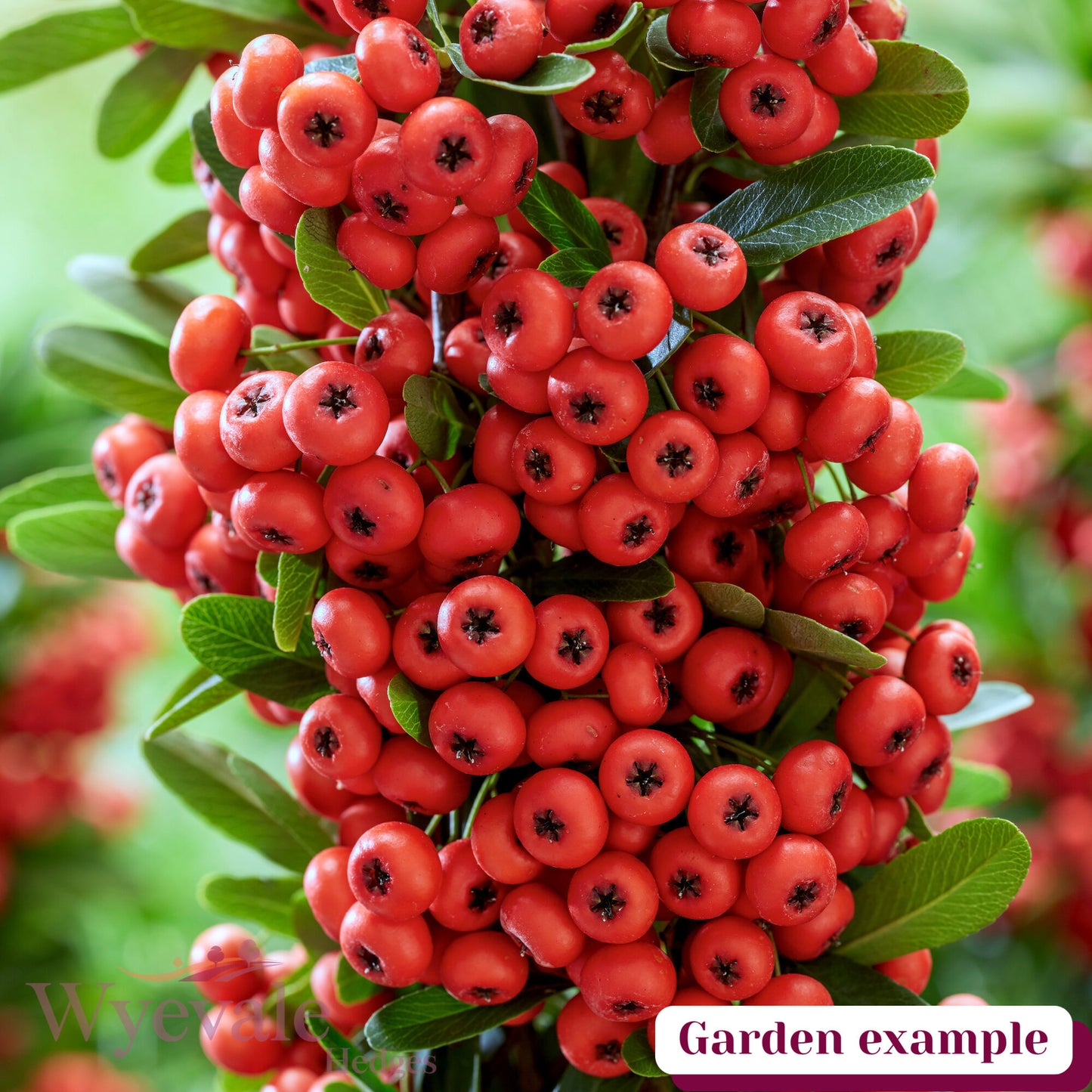 Pyracantha coccinea (Firethorn) 'Red Star'