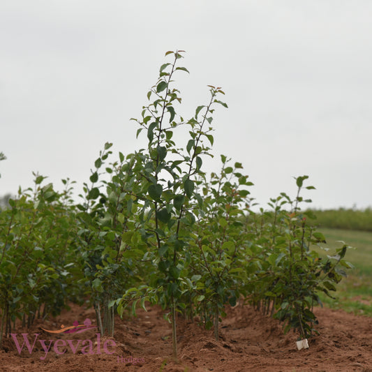 Pyrus communis (Pear)