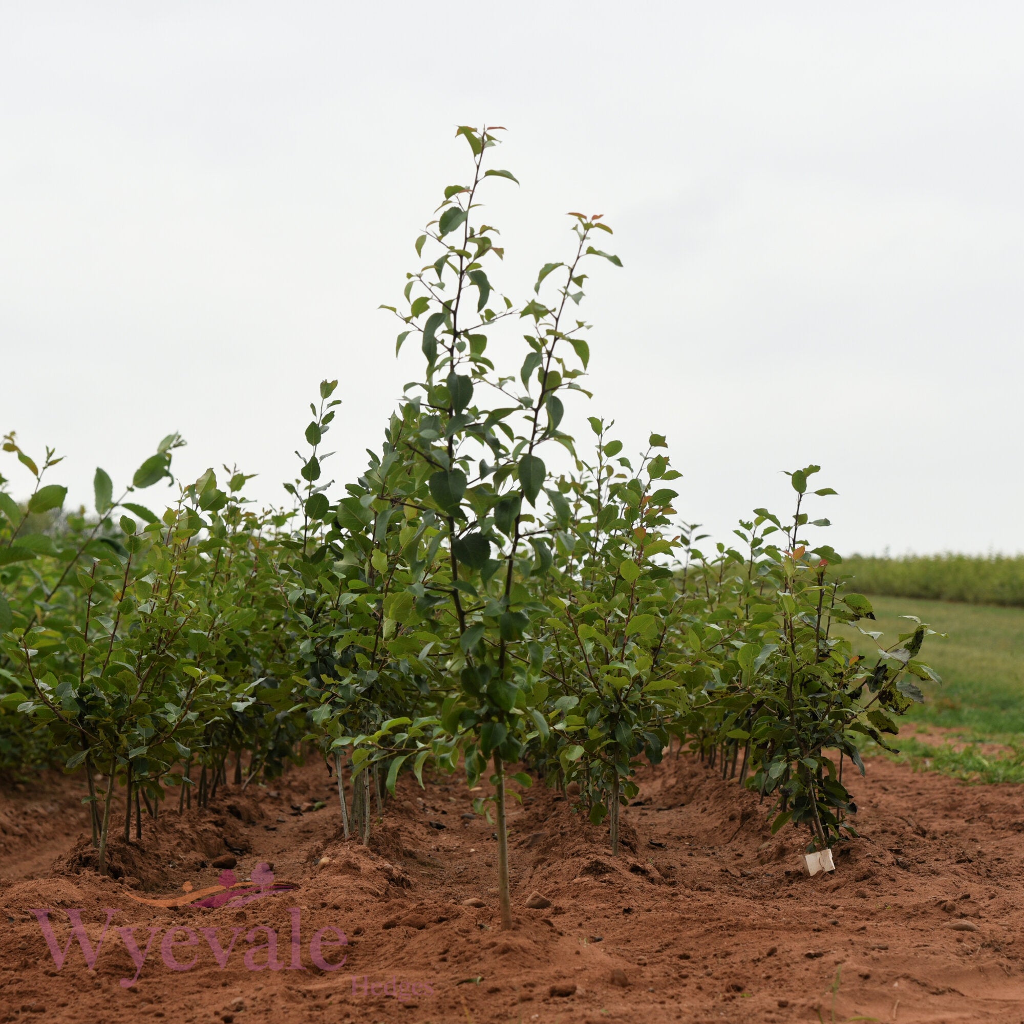 Bareroot Pyrus communis (Pear)