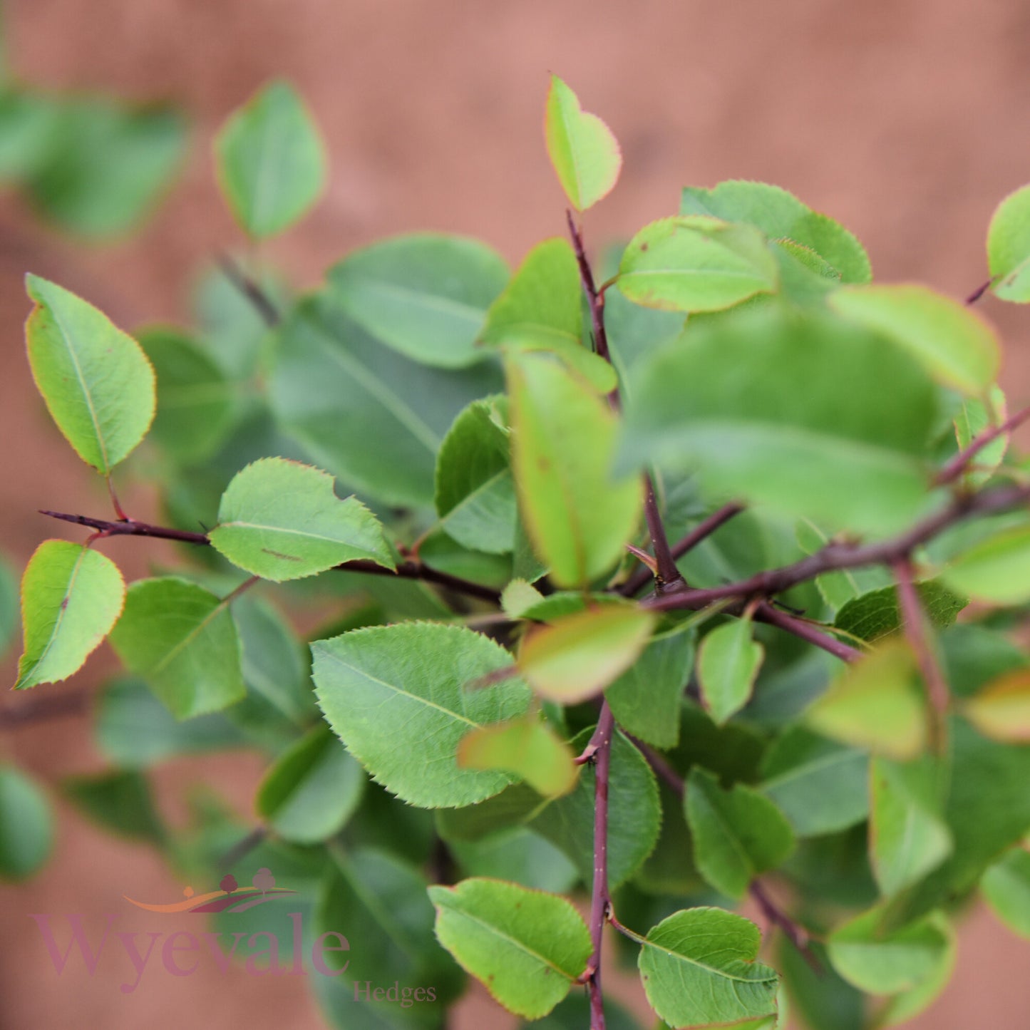 Bareroot Pyrus communis (Pear)