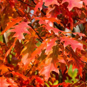 Bareroot Quercus rubra (Red Oak)
