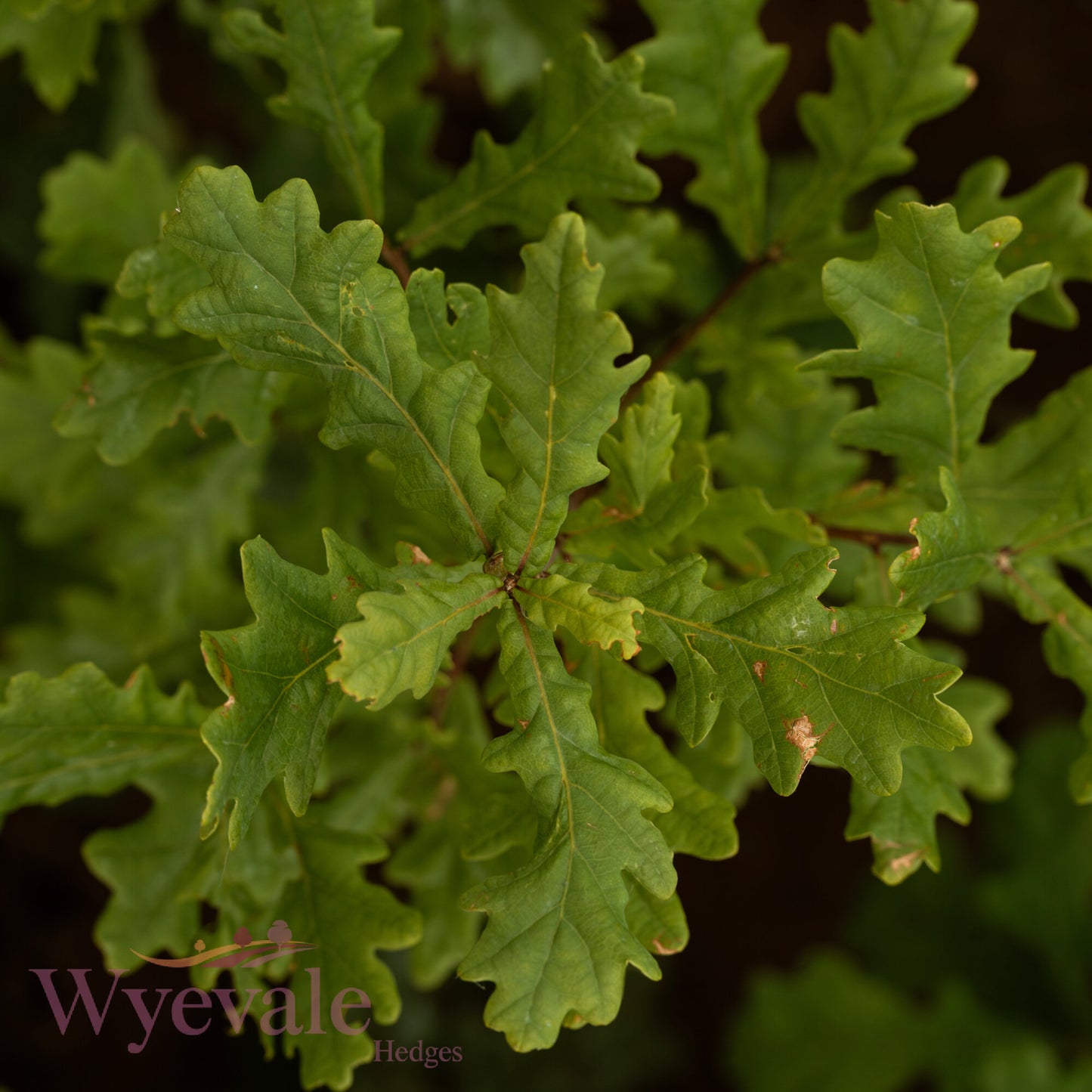 Bareroot Quercus robur (English Oak)