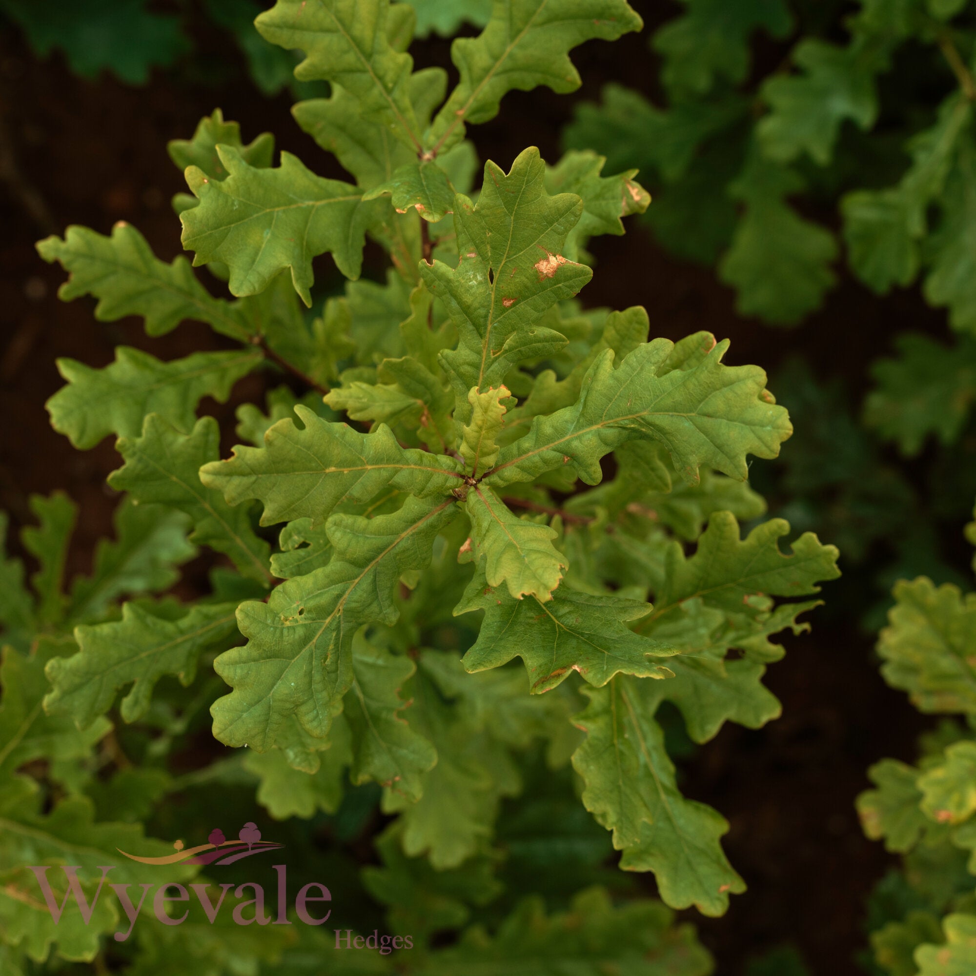 Bareroot Quercus robur (English Oak)