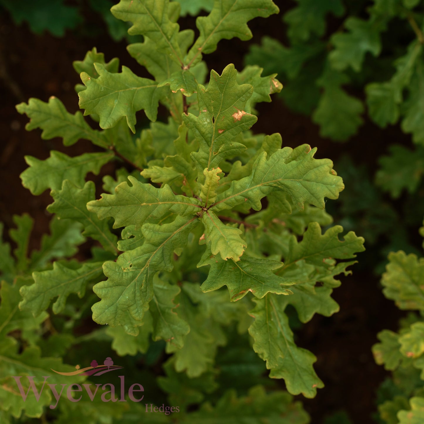 Bareroot Quercus robur (English Oak)