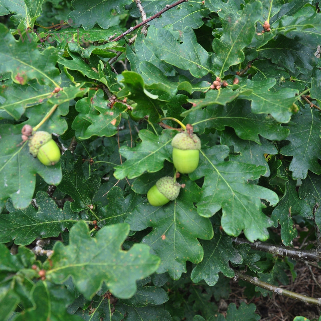 Quercus petraea (Sessile Oak) 2 Year Undercut (Pack of 25)