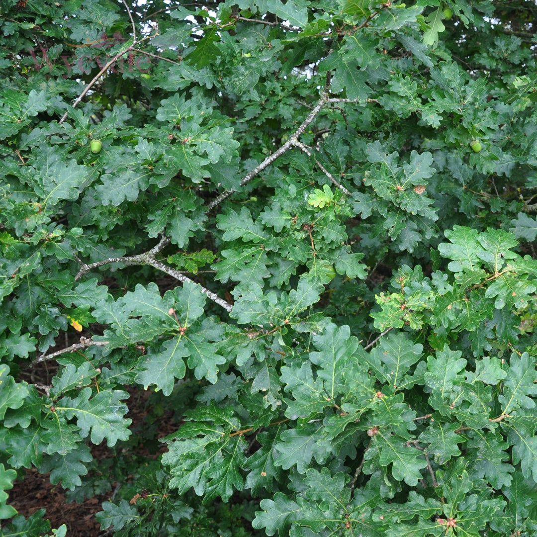 Quercus petraea (Sessile Oak) 2 Year Undercut (Pack of 25)
