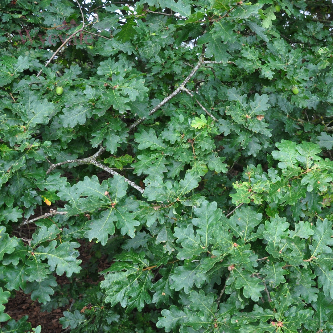 Bareroot Quercus robur (English Oak)