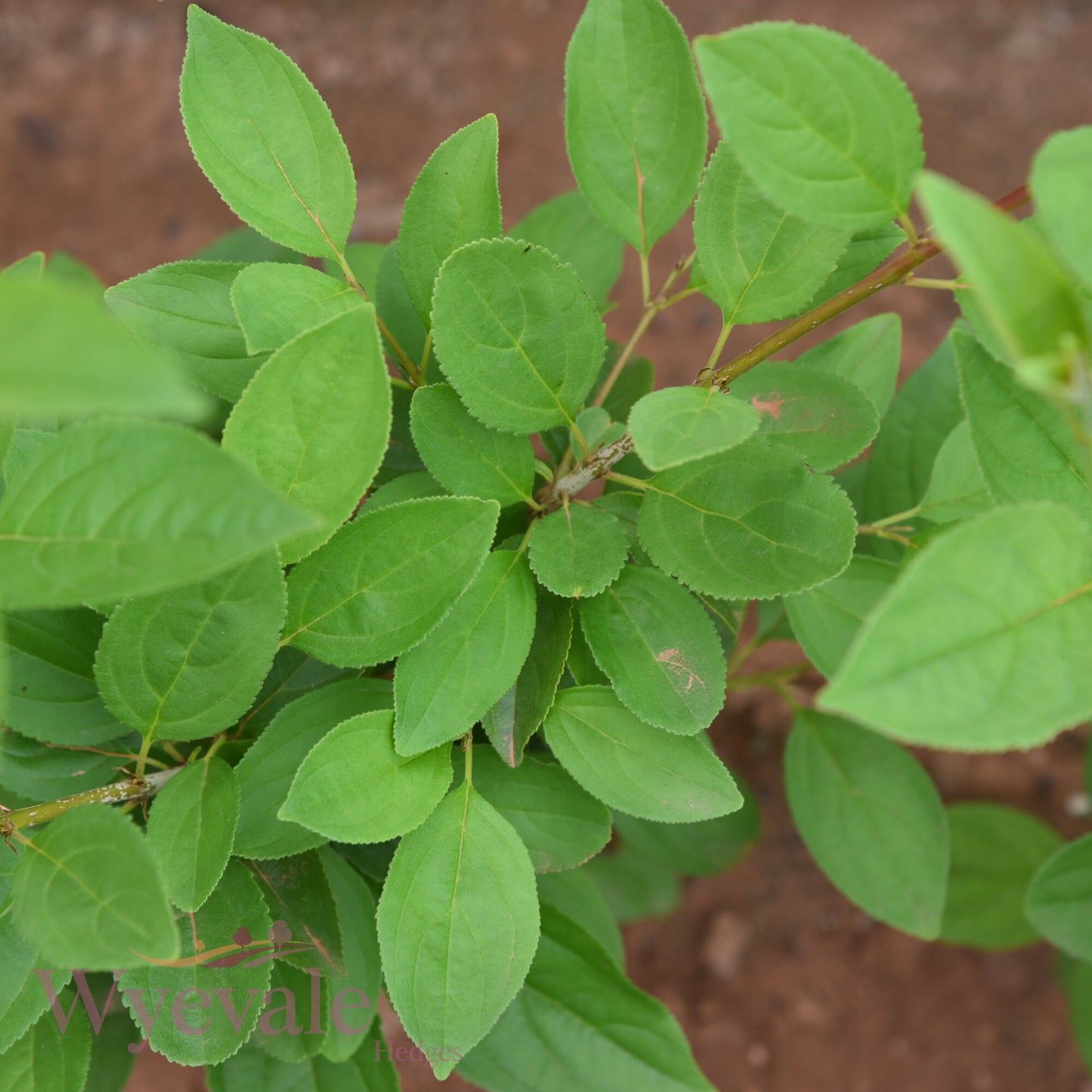 Bareroot Rhamnus cathartica (Buckthorn)