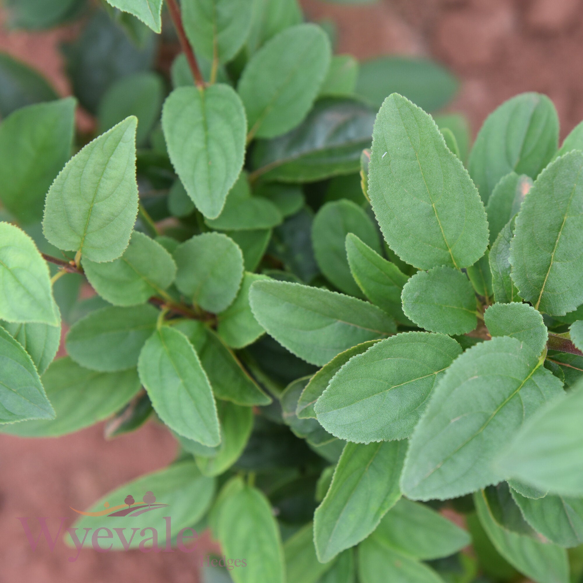 Bareroot Rhamnus cathartica (Buckthorn)