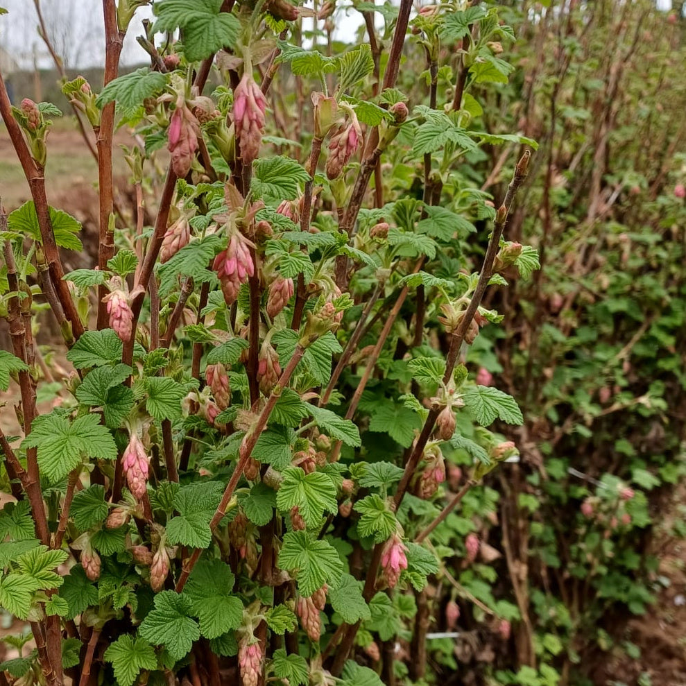 Bareroot Ribes sanguineum (Flowering Currant)