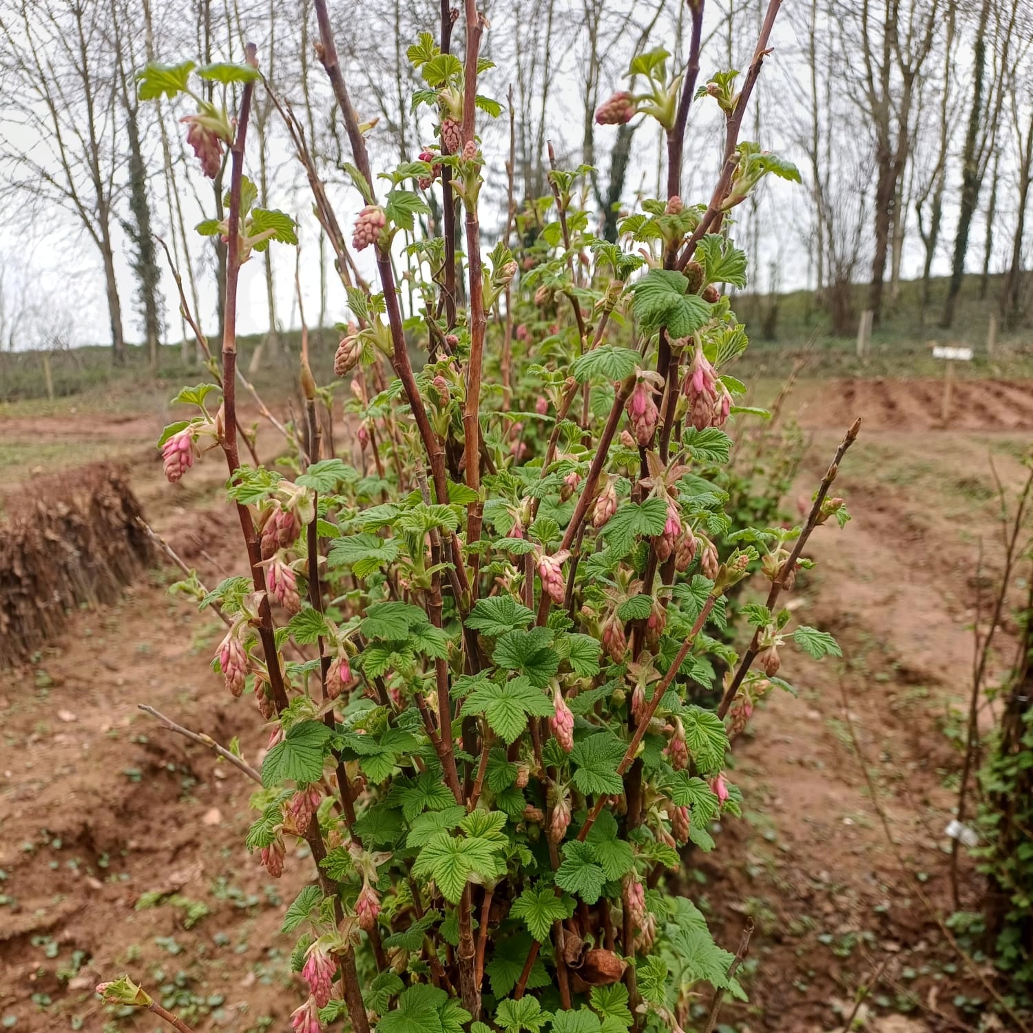 Bareroot Ribes sanguineum (Flowering Currant)