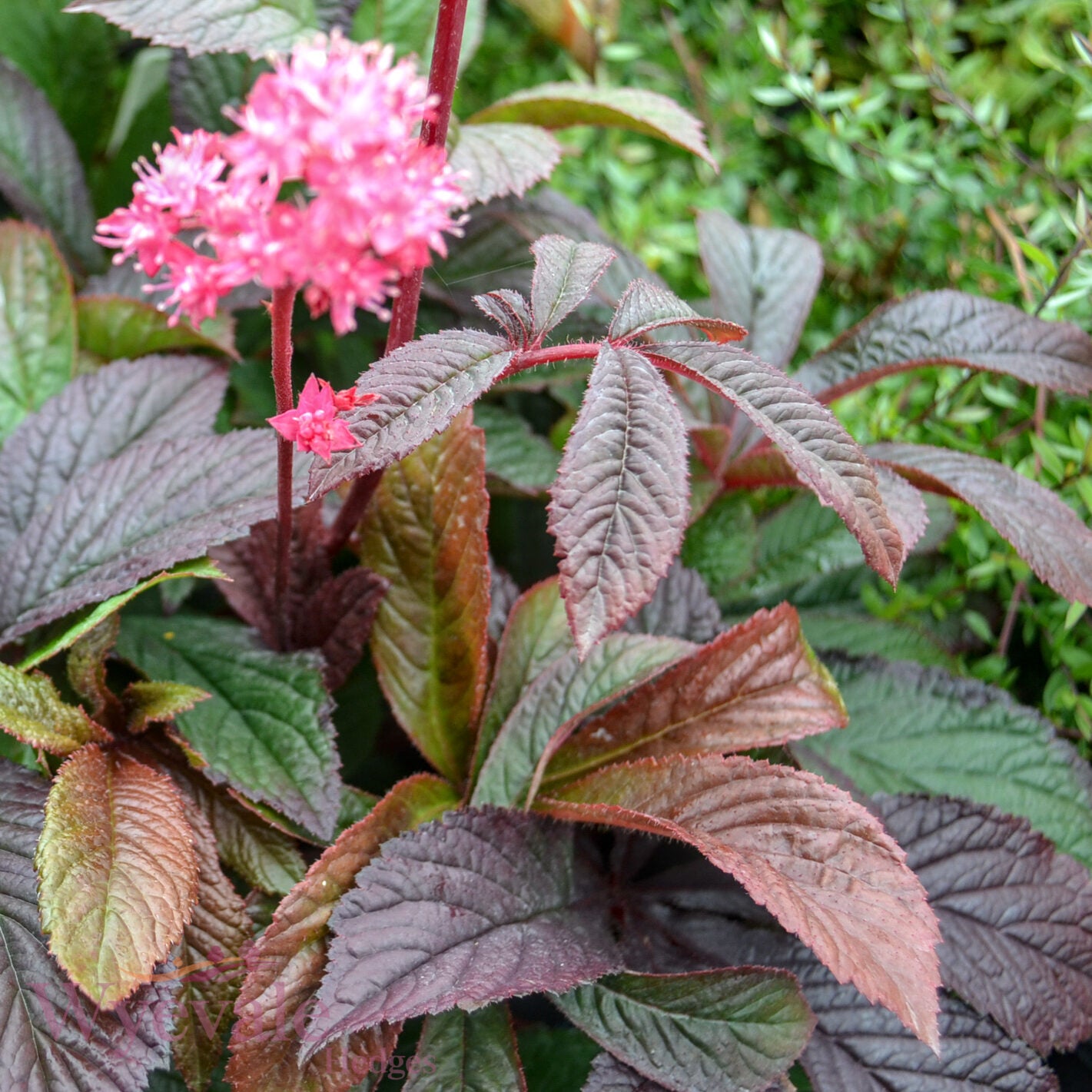 Rodgersia 'Bronze Peacock'