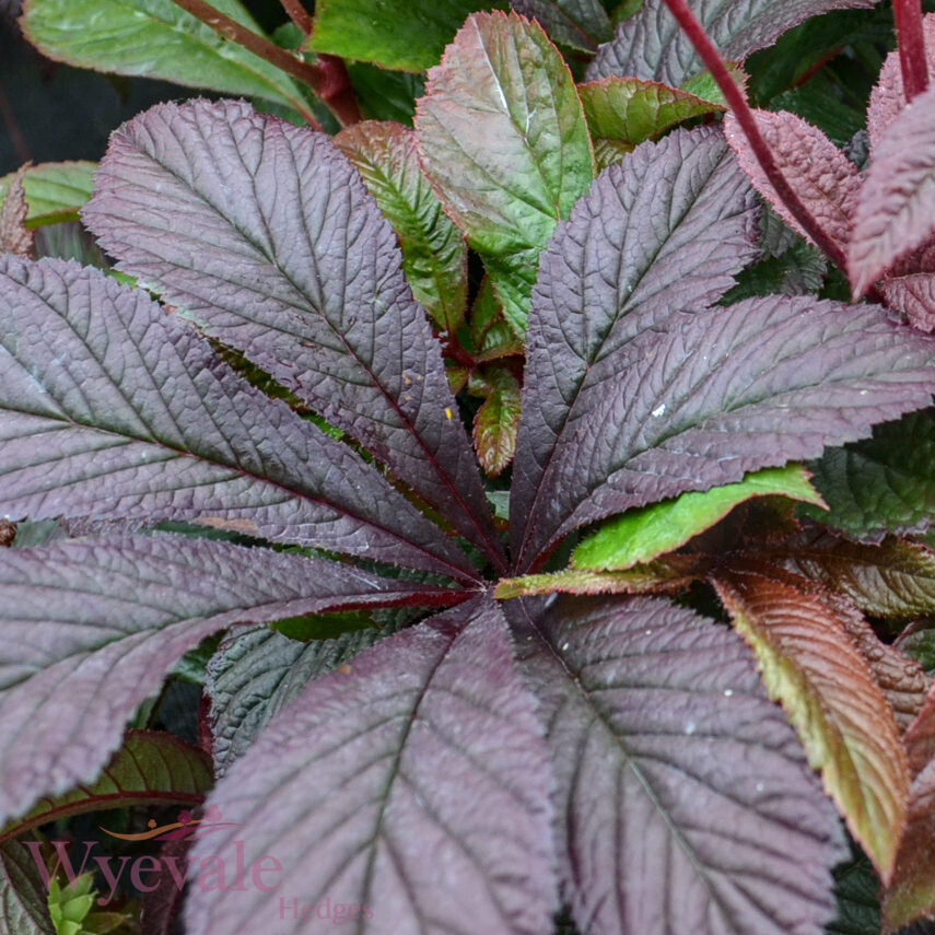 Rodgersia 'Bronze Peacock'