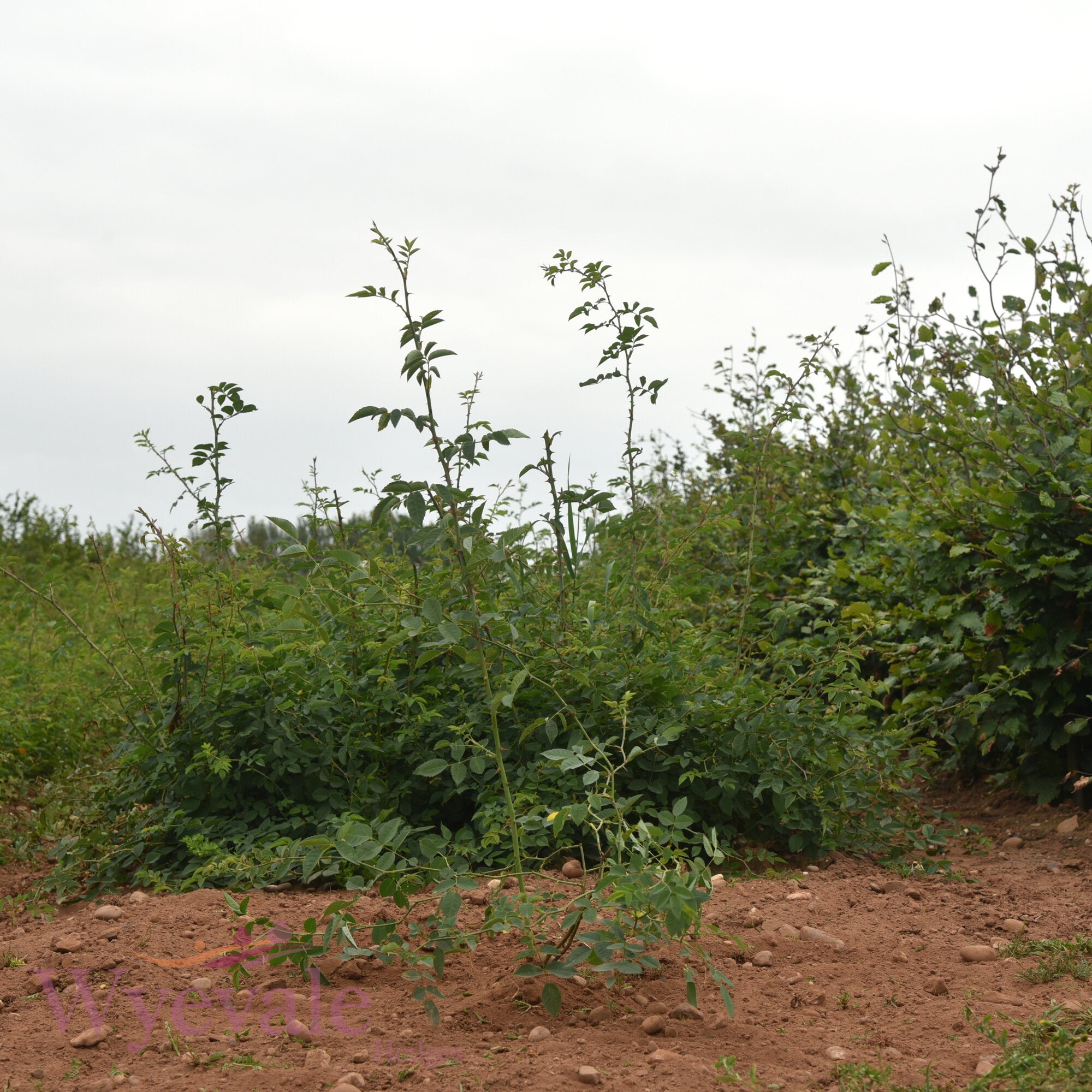 Bareroot Rosa canina (Dog Rose)