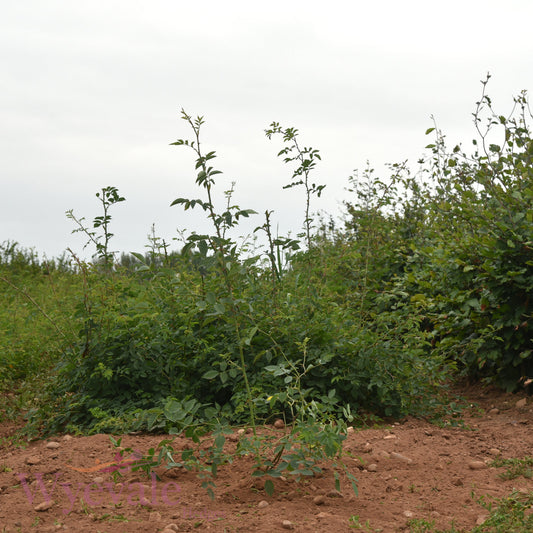 Bareroot Rosa canina (Dog Rose)