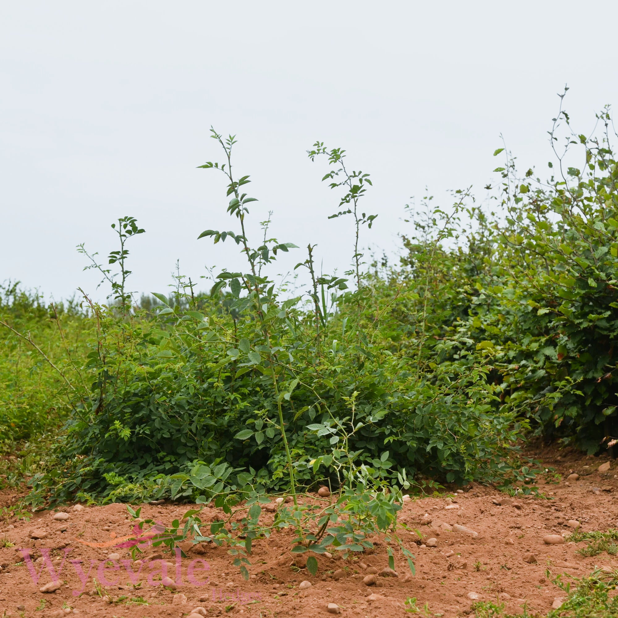 Bareroot Rosa canina (Dog Rose)