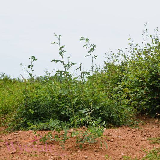 Bareroot Rosa canina (Dog Rose)