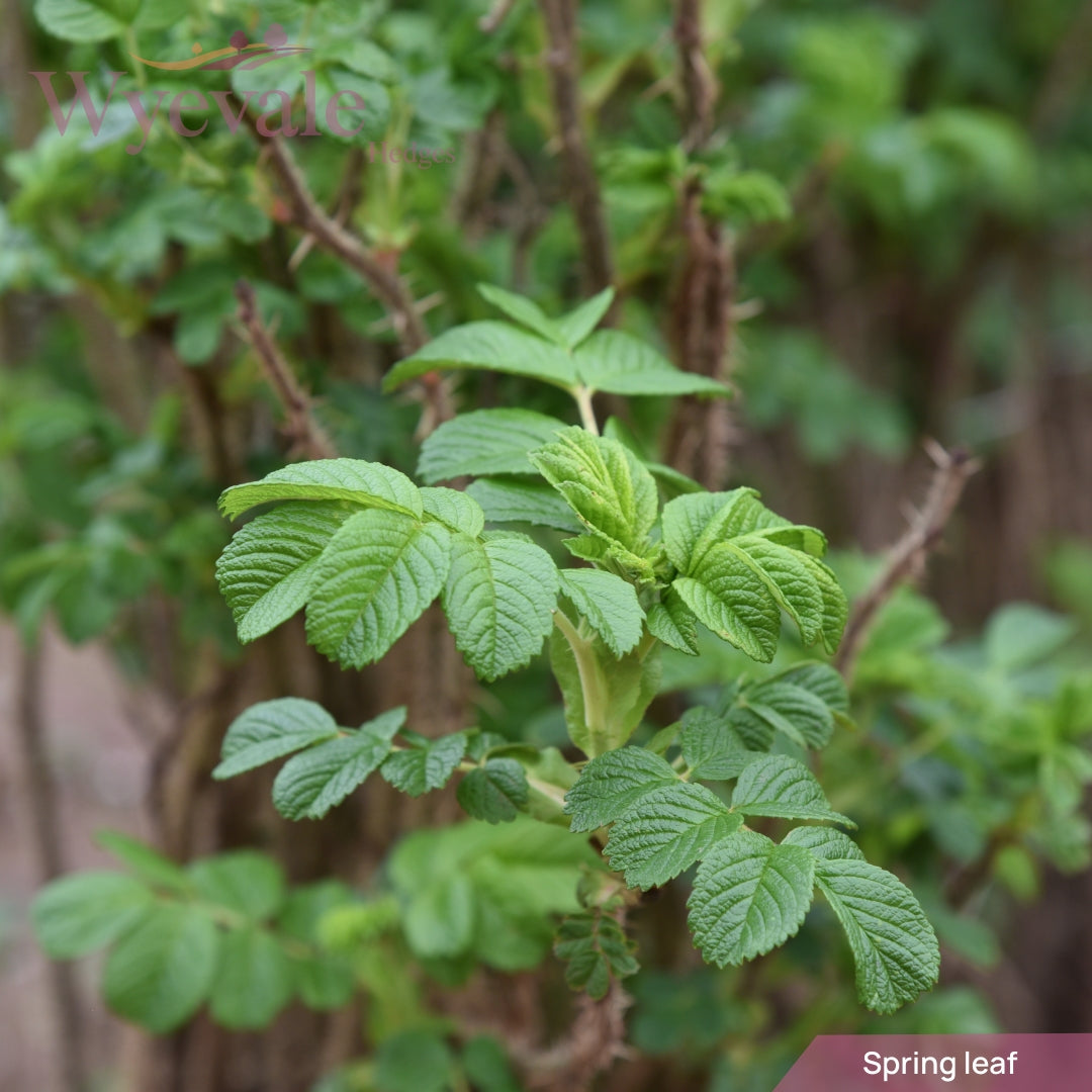 Rosa rugosa 'Rubra' (rugosa rose) 2 Year Transplant (Pack of 25)