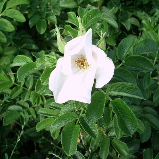 Rosa rugosa Alba (Ramanus Rose) 2 Year Transplant (Pack of 25)