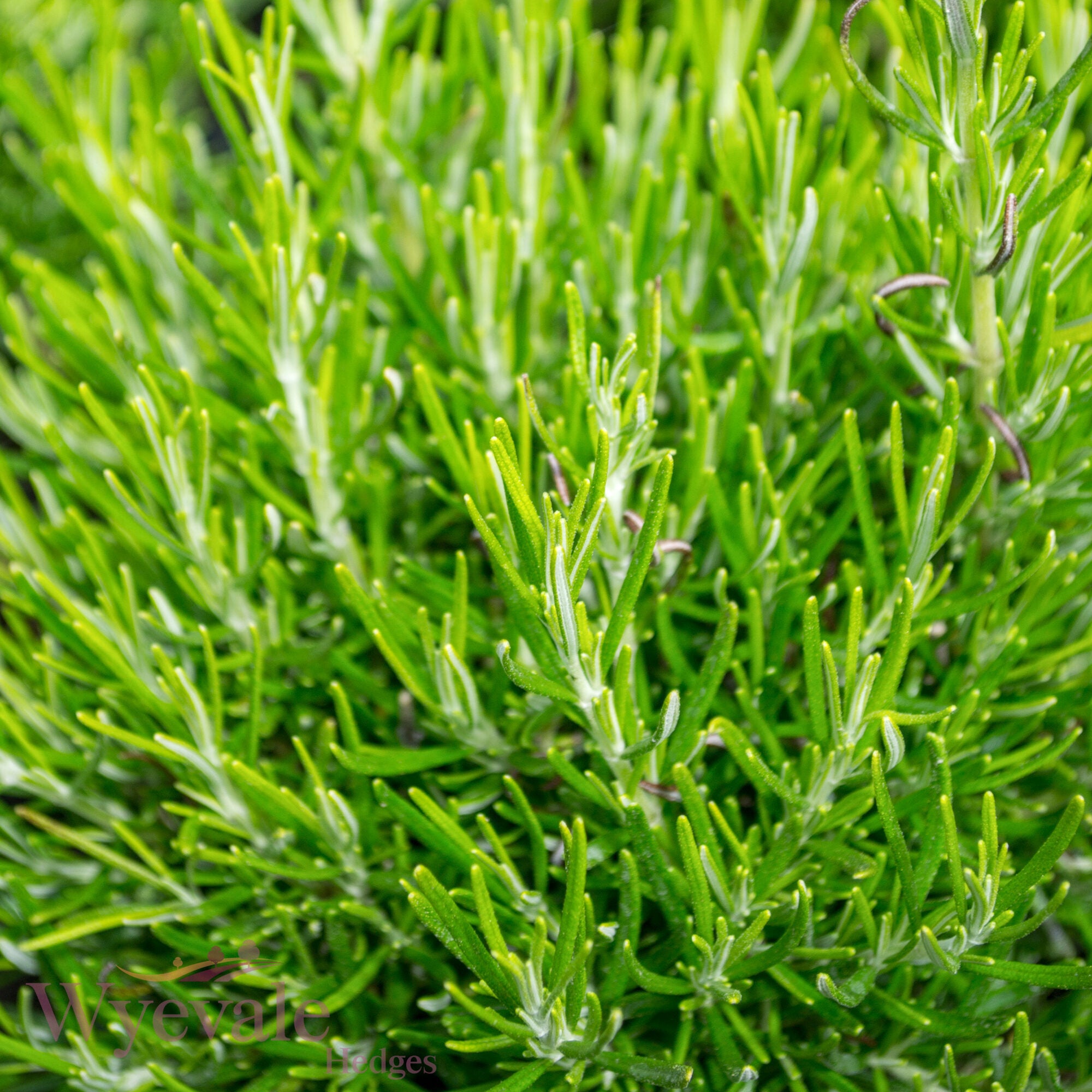 Rosmarinus officinalis (Rosemary) 'Green Ginger'