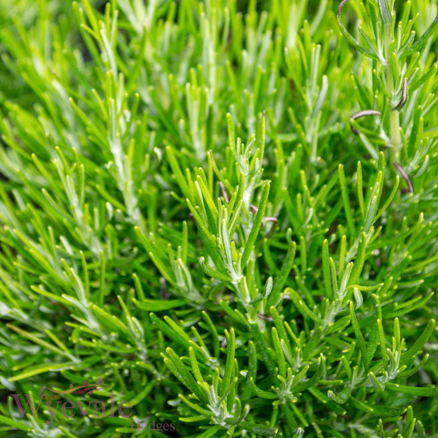 Rosmarinus officinalis (Rosemary) 'Green Ginger'