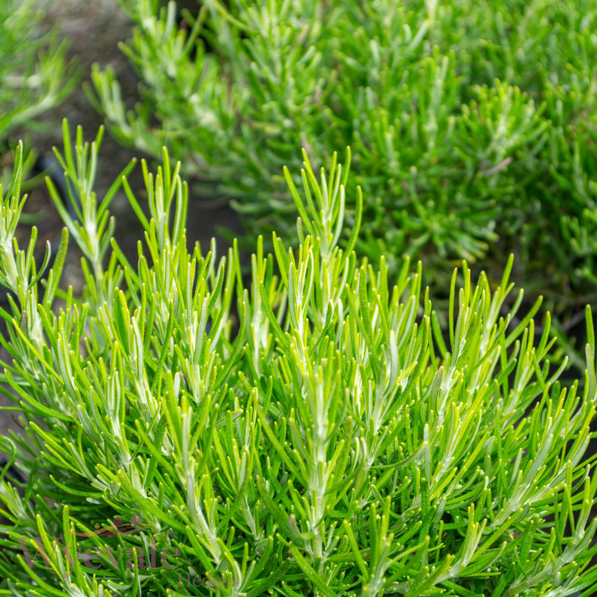 Rosmarinus officinalis (Rosemary) 'Green Ginger'